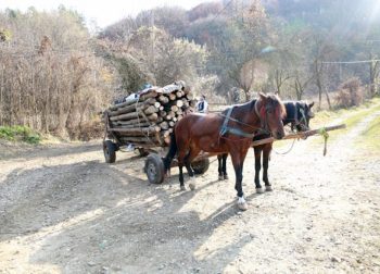 Projeto criminaliza o uso de veículos movidos à tração animal