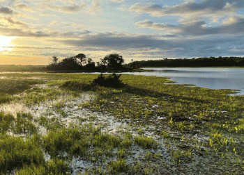 Pantanal está entre os 50 melhores destinos do mundo para se visitar em 2023 da revista Time