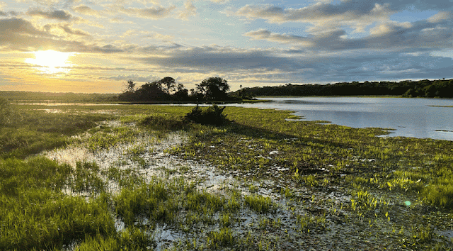 Pantanal está entre os 50 melhores destinos do mundo para se visitar em 2023 da revista Time