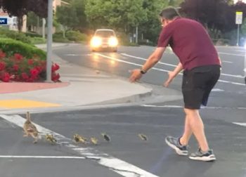 Morre homem atropelado enquanto ajudava patos a atravessar rua nos EUA