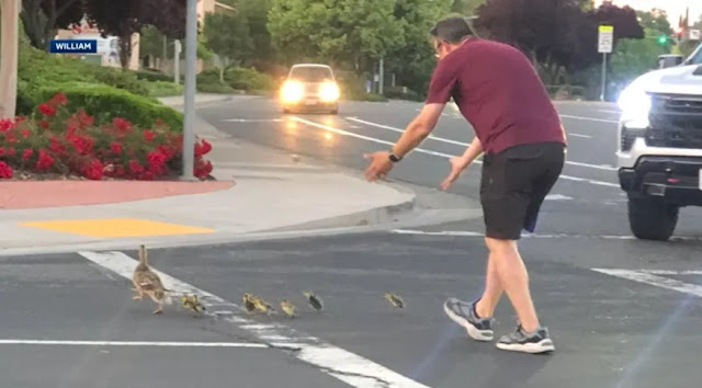 Morre homem atropelado enquanto ajudava patos a atravessar rua nos EUA