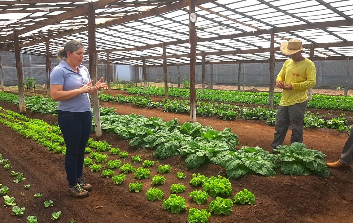 MT: Horta em unidade prisional auxilia na ressocialização e complementa refeição de entidades filantrópicas